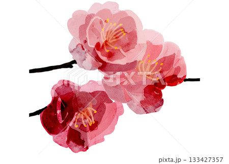 水彩で描いた紅梅のイラスト 133427357
