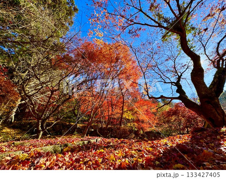紅葉した木々 紅葉した木々 133427405