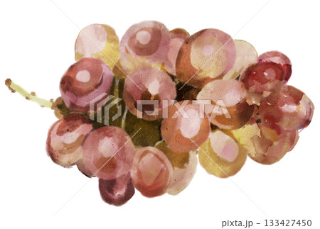 水彩で描いた葡萄のイラスト 133427450