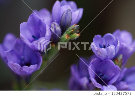 春の日差しに映える紫の花 133427572