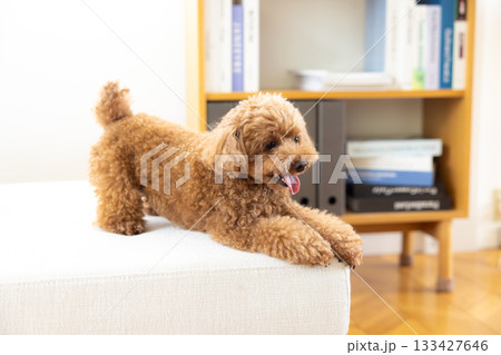 ソファーでくつろぐトイプードル 133427646