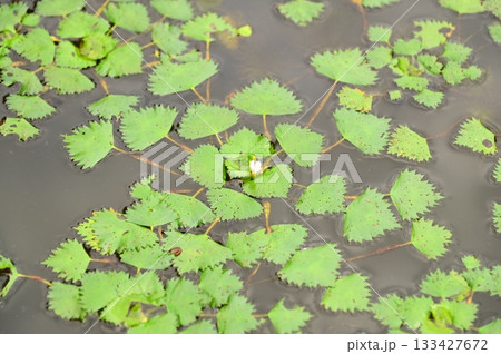 花巻広域公園 ぎんがのもり 133427672