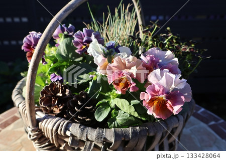 かごに植えたおしゃれなフリルビオラ かごに植えたおしゃれなフリルビオラ 133428064