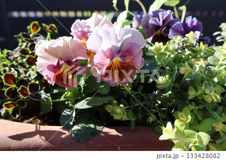 おしゃれなフリルビオラの寄せ植え おしゃれなフリルビオラの寄せ植え 133428082