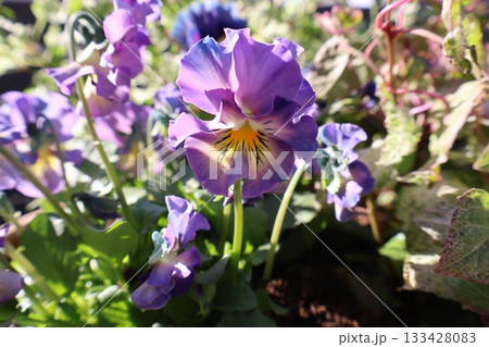 おしゃれなフリルビオラの花 133428083