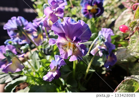 おしゃれなフリルビオラの花 133428085