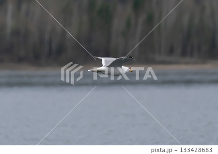 A white seagull with a yellow tail flies over the river. A white seagull with a yellow tail flies over the river. 133428683