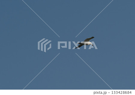 A white seagull with a yellow tail against a blue sky. 133428684