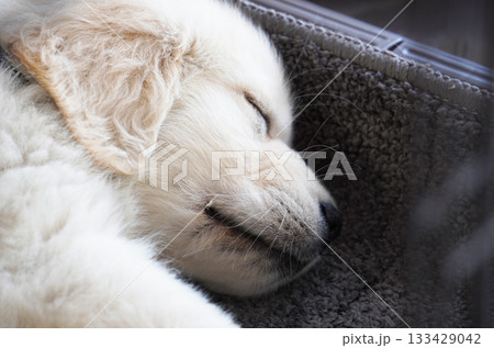 ぐっすり眠る生後2ヶ月のゴールデンレトリバーの可愛い子犬の寝顔 133429042