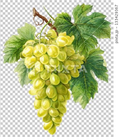 grape grape 133429367