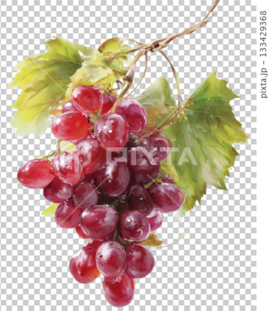 grape grape 133429368
