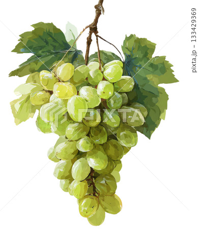 grape grape 133429369