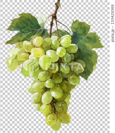 grape grape 133429369