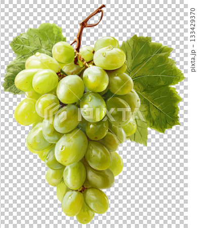 grape 133429370