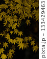 秋の紅葉 133429463