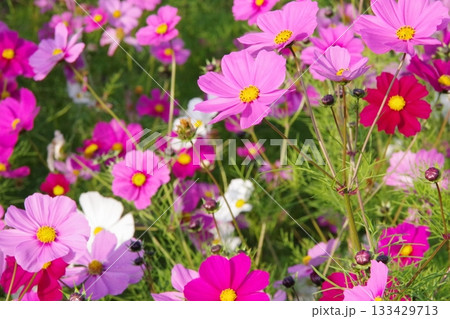 秋の花壇に咲くピンク色のコスモスの花 133429713
