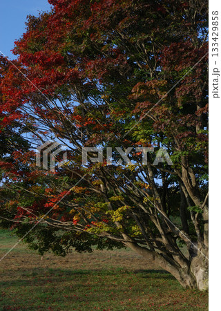 Maple tree / グラデーションカラーに紅葉が進む七色カエデの様子(望遠ズーム,アップ撮り) Maple tree / グラデーションカラーに紅葉が進む七色カエデの様子(望遠ズーム,アップ撮り) 133429858