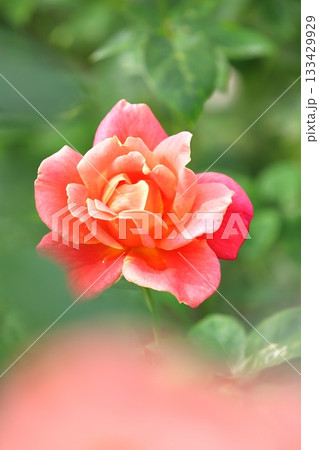 満開の薔薇の花 タテ位置 満開の薔薇の花 タテ位置 133429929