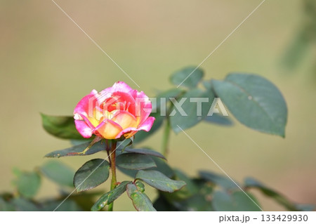 満開の薔薇の花 133429930