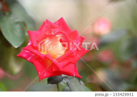 満開の薔薇の花 133429931