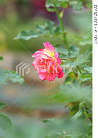 満開の薔薇の花 タテ位置 満開の薔薇の花 タテ位置 133429932