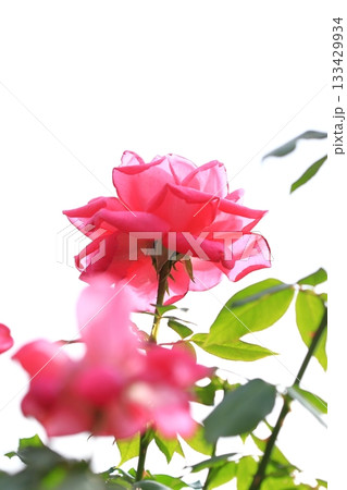満開の薔薇の花 タテ位置 満開の薔薇の花 タテ位置 133429934