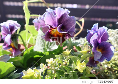 おしゃれなフリルビオラの花 133429951