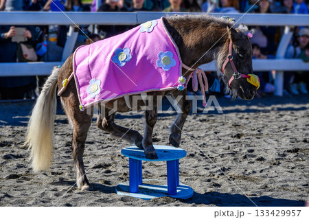 東京都江戸川区　篠崎ポニーランド　50周年祭ポニフェス　おはぎのパフォーマンス 133429957