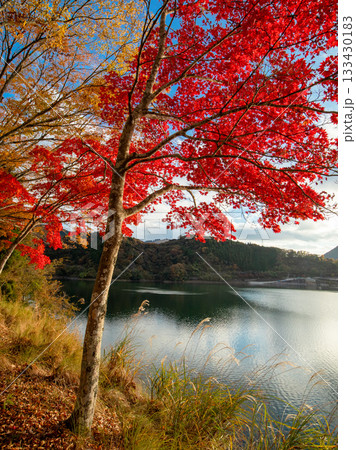 丹沢湖の紅葉 丹沢湖の紅葉 133430183