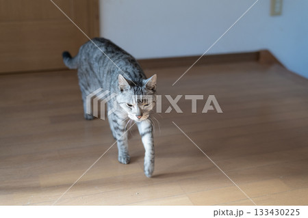 家の中を歩く猫 サバトラ猫 家の中を歩く猫 サバトラ猫 133430225