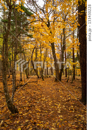 美しい紅葉の森を歩く 美しい紅葉の森を歩く 133430228