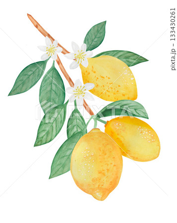 Watercolor lemons, leaves and flowers with branch isolated illustration set. Simple citrus fruits clip art for summer. Isolated 133430261