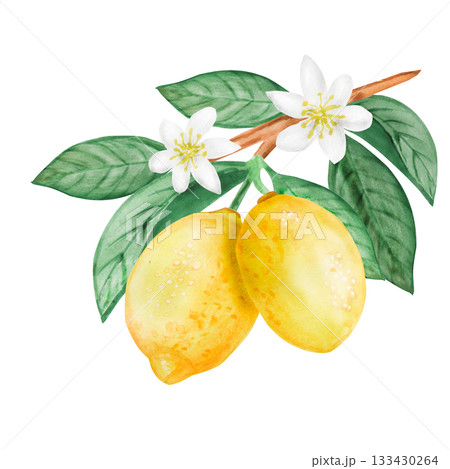 Watercolor lemons, leaves and flowers with branch isolated illustration set. Simple citrus fruits clip art for summer. Isolated Watercolor lemons, leaves and flowers with branch isolated illustration set. Simple citrus fruits clip art for summer. Isolated 133430264