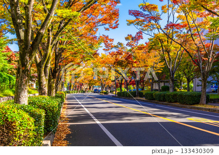 枚方市香里ヶ丘  けやき通りの紅葉 133430309