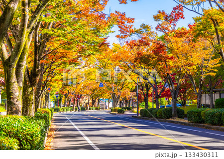 枚方市香里ヶ丘  けやき通りの紅葉 133430311