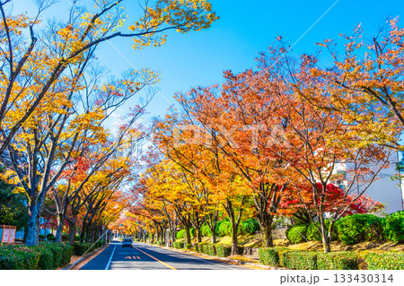 枚方市香里ヶ丘 けやき通りの紅葉 枚方市香里ヶ丘 けやき通りの紅葉 133430314