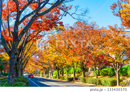 枚方市香里ヶ丘  けやき通りの紅葉 133430370
