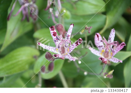 秋の野草の花　ホトトギス 133430417