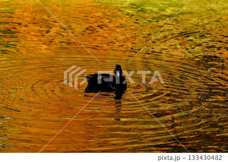 紅葉に染まる水面を泳ぐ鴨と波紋 紅葉に染まる水面を泳ぐ鴨と波紋 133430482