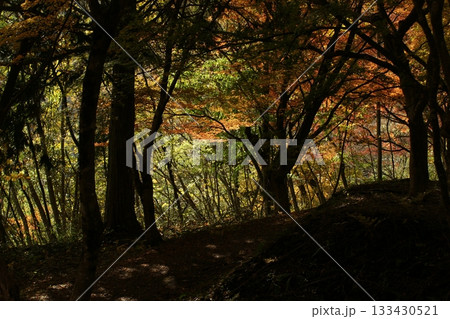 四季の散歩　冬　越畑ふるさと村　紅葉 133430521