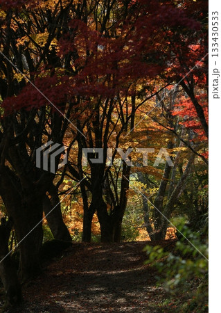 四季の散歩　冬　越畑ふるさと村　紅葉 133430533