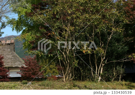 四季の散歩　冬　越畑ふるさと村　紅葉 133430539