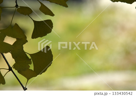 四季の散歩　冬　越畑ふるさと村　紅葉 133430542