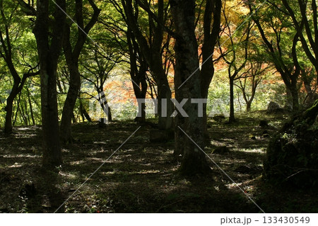 四季の散歩 冬 越畑ふるさと村 紅葉 四季の散歩 冬 越畑ふるさと村 紅葉 133430549