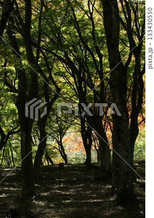 四季の散歩 冬 越畑ふるさと村 紅葉 四季の散歩 冬 越畑ふるさと村 紅葉 133430550