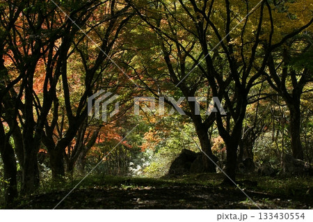 四季の散歩　冬　越畑ふるさと村　紅葉 133430554