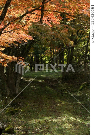 四季の散歩　冬　越畑ふるさと村　紅葉 133430561