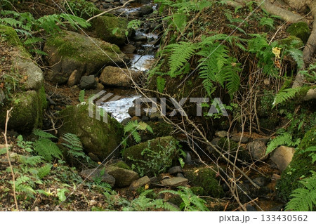 四季の散歩　冬　越畑ふるさと村　紅葉 133430562
