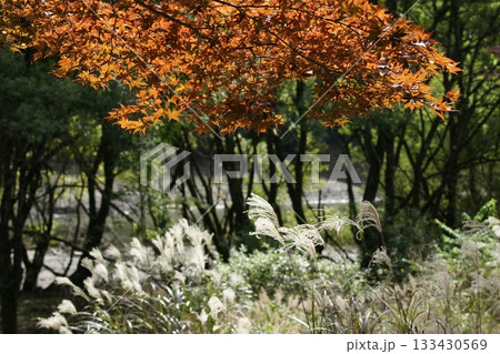 四季の散歩　冬　越畑ふるさと村　紅葉 133430569