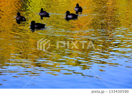 青空と紅葉の池を泳ぐ鴨 133430590